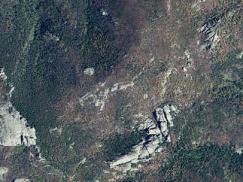 Mountain Pine Beetles have killed hundreds of trees around Harney Peak in the Black Hills of South Dakota.